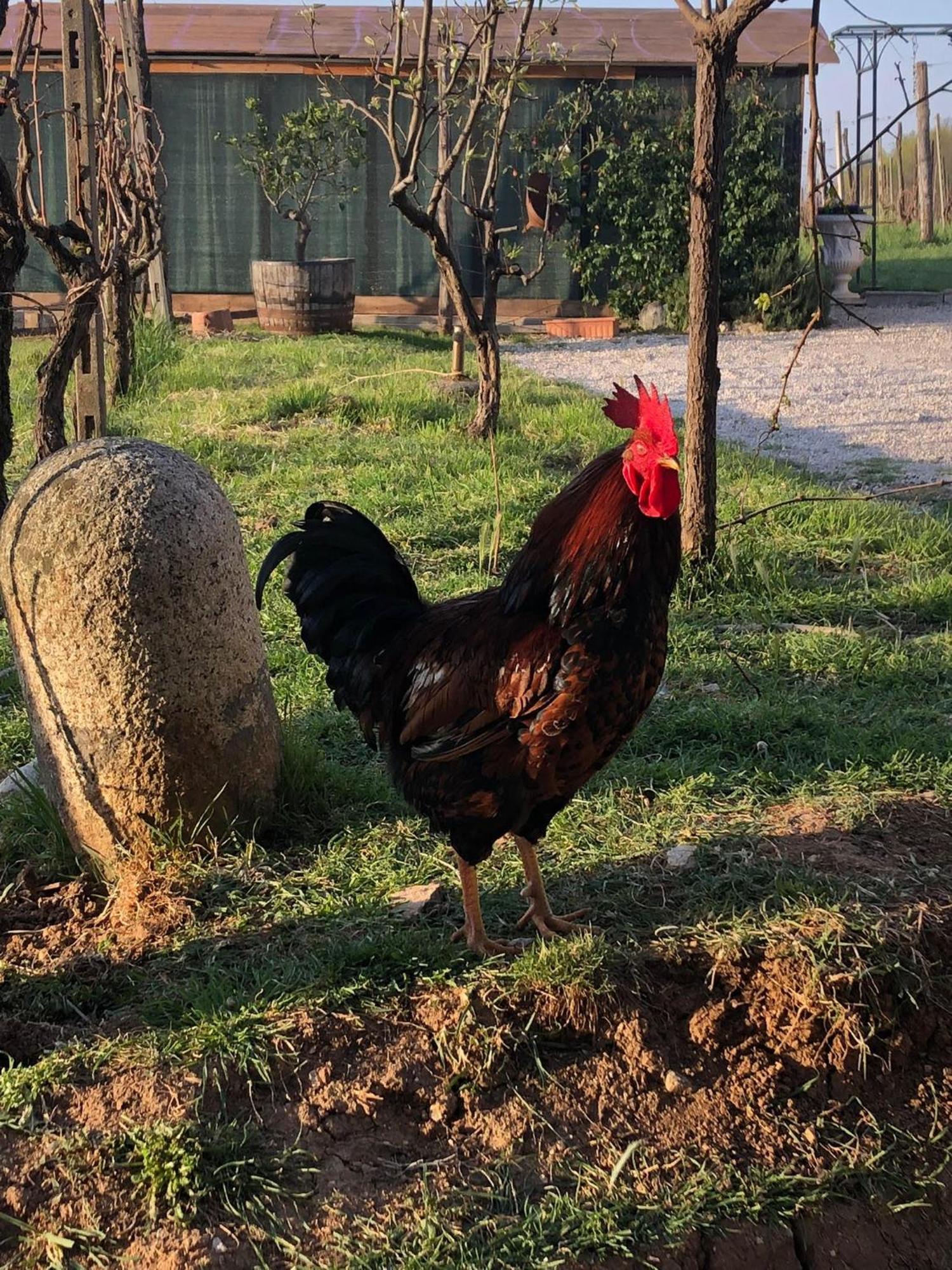 La Bosca Agriturismo Gavardo Zewnętrze zdjęcie